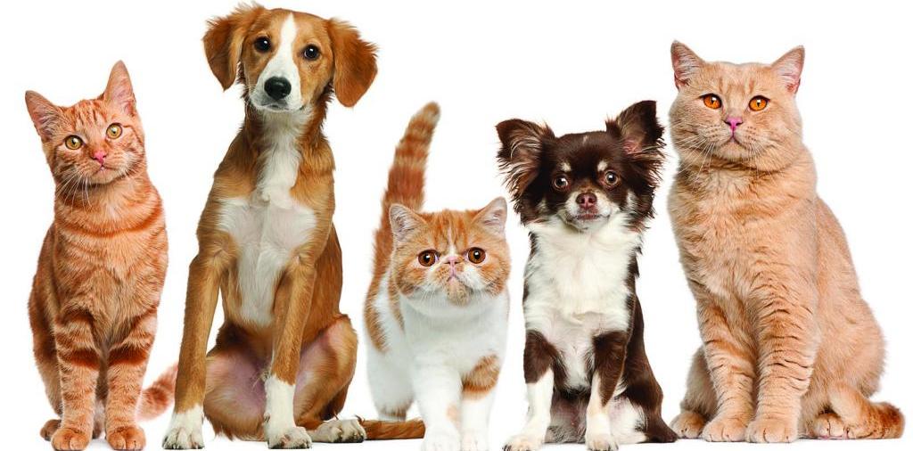 Доска объявлений о животных | ЗооТом - продажа, вязка и услуги для животных в Кулебаках