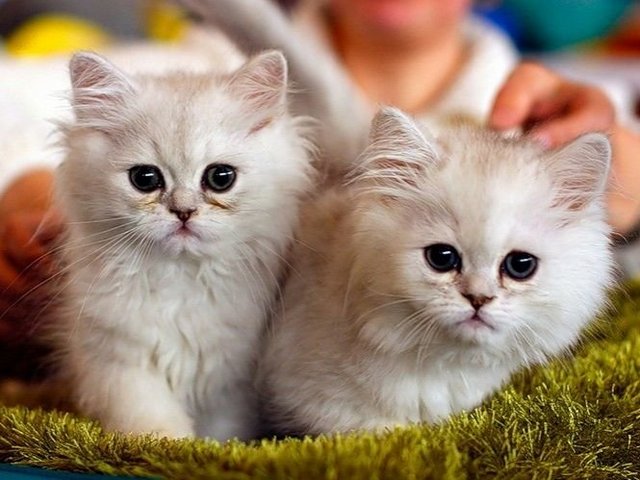 Породы кошек в Кулебаках | ЗооТом портал о животных