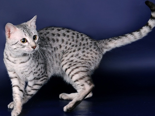 Породы кошек в Кулебаках | ЗооТом портал о животных