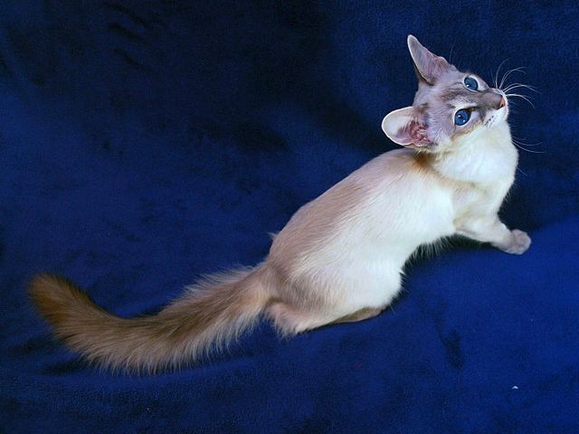 Выведенные породы кошек в Кулебаках | ЗооТом портал о животных