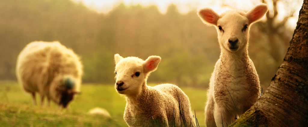 Объявления о сельскохозяйственных животных | ЗооТом - продажа, вязка и услуги для животных в Кулебаках