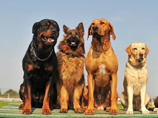 Крупные породы собак в Кулебаках | ЗооТом портал о животных